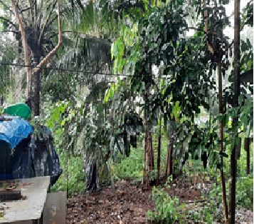 Bombay Fancy, Kerala